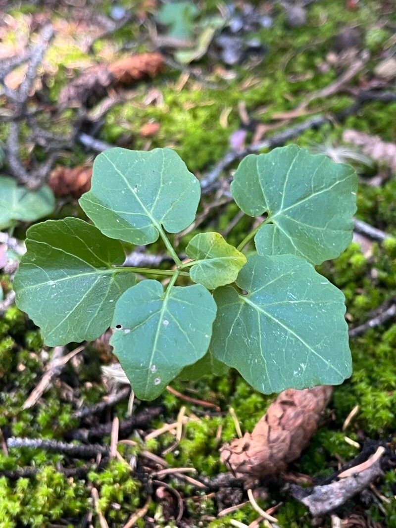 Cardamine cordifolia — search result for 'Cardamine'