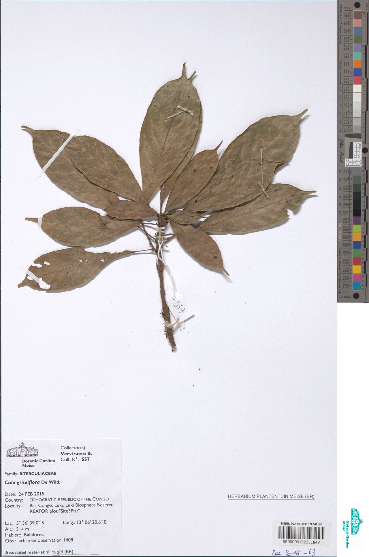 Cola griseiflora — houseplant care guide