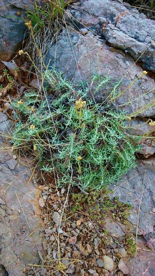 Helichrysum ambiguum — related species from the same genus