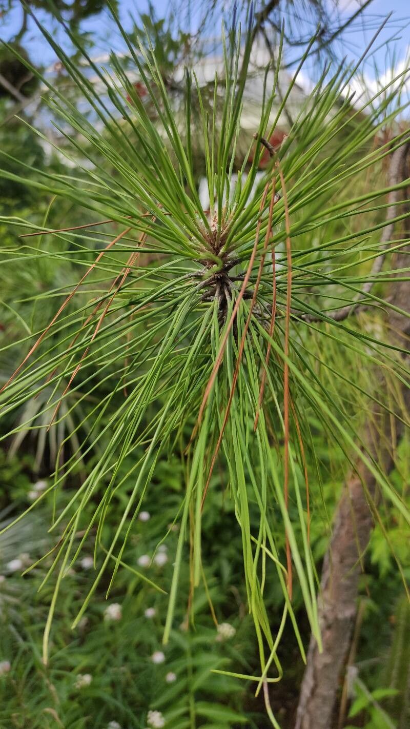 Pinus elliottii leaf