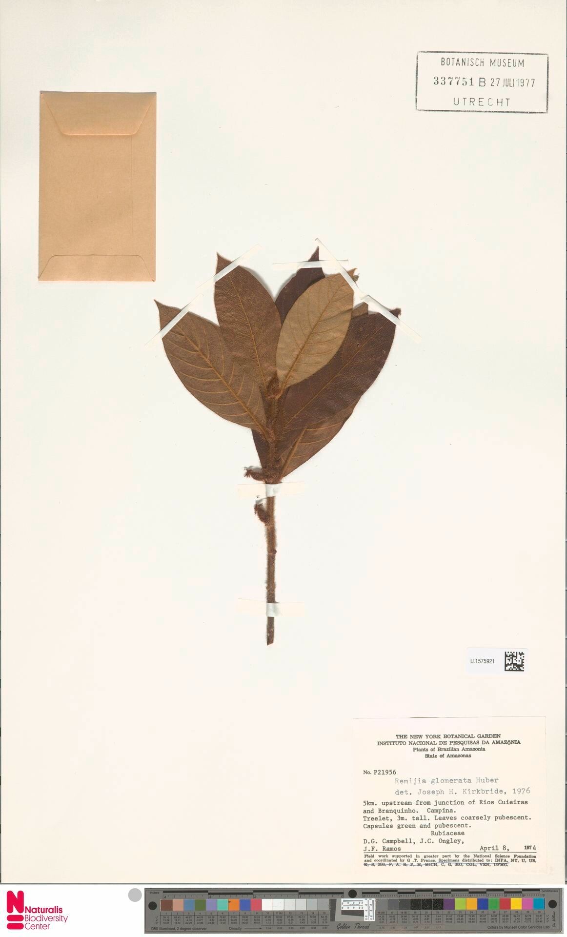 Remijia glomerata leaf