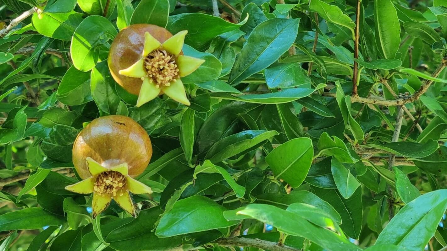 Rothmannia capensis fruit