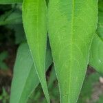 Persicaria lapathifolia