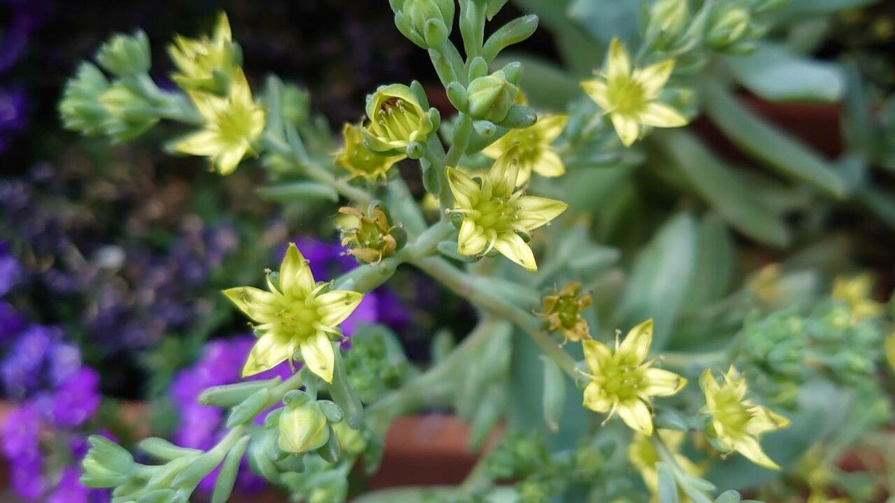 Dudleya greenei flower