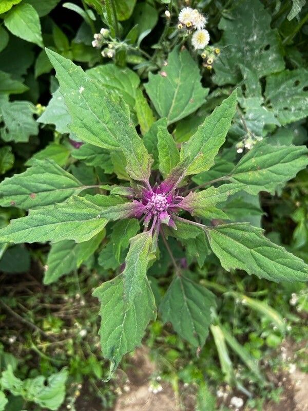 Chenopodium giganteum leaf