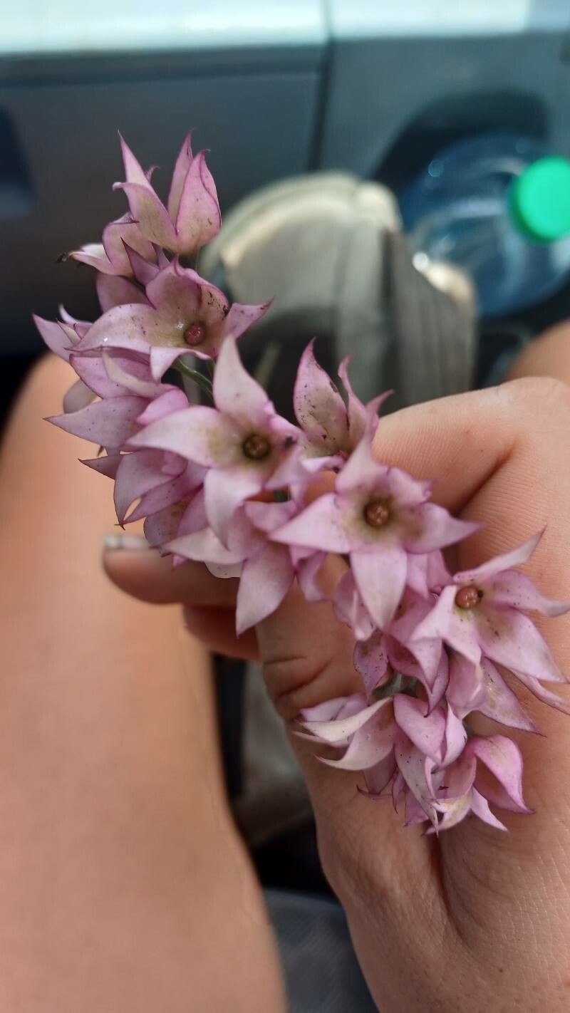 Dracophyllum alticola — related species from the same genus