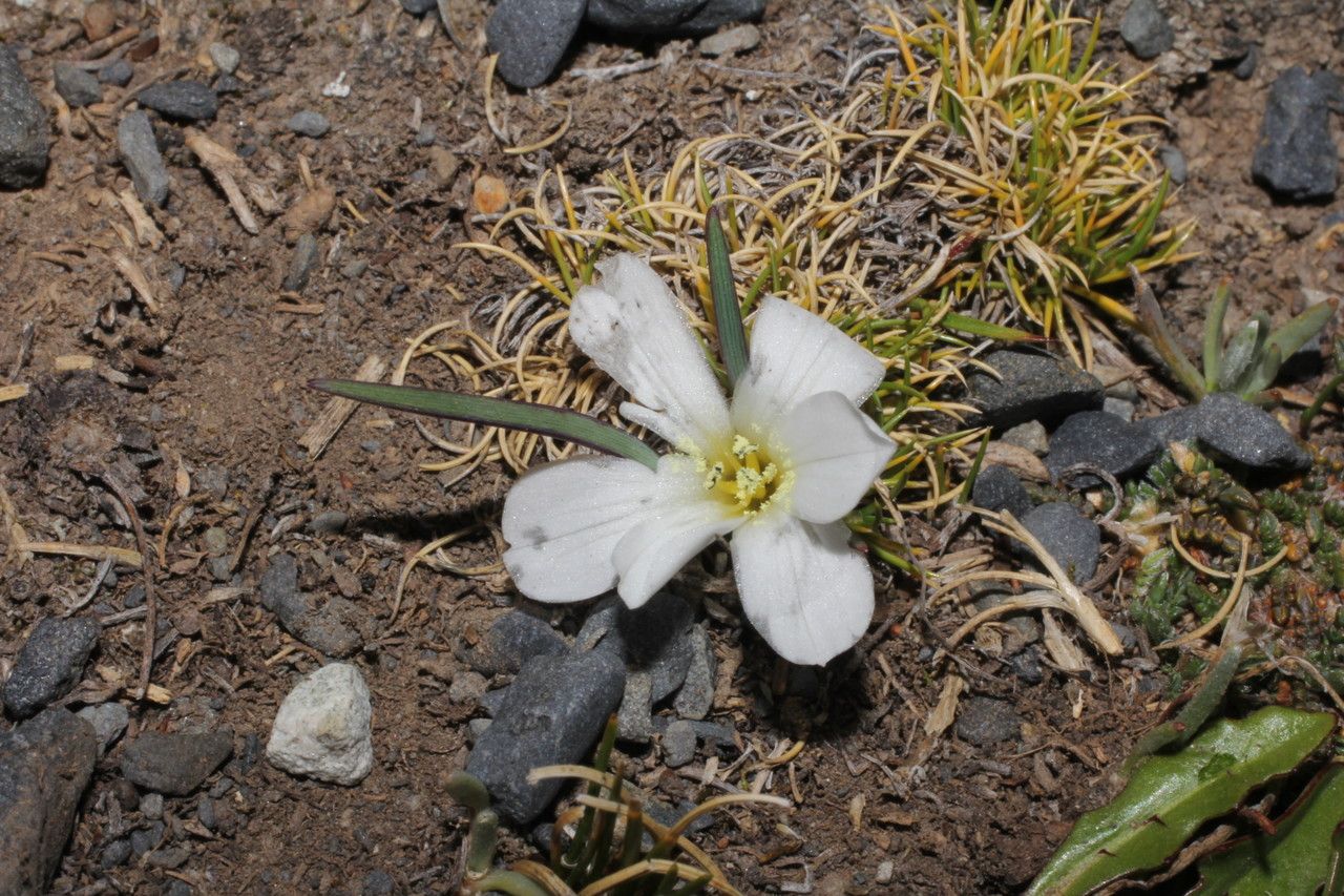 Olsynium acaule — related species from the same genus