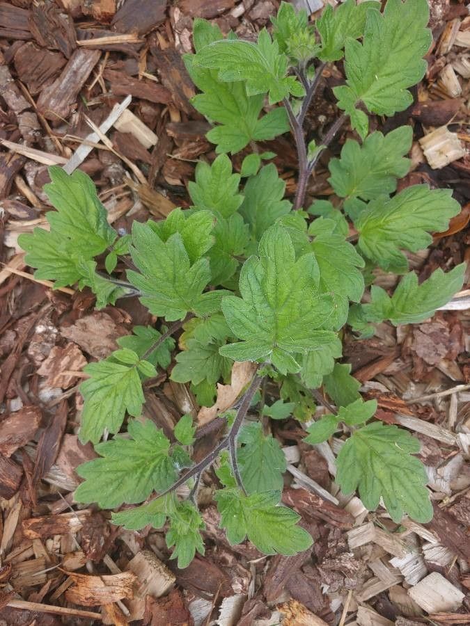 Phacelia bolanderi leaf
