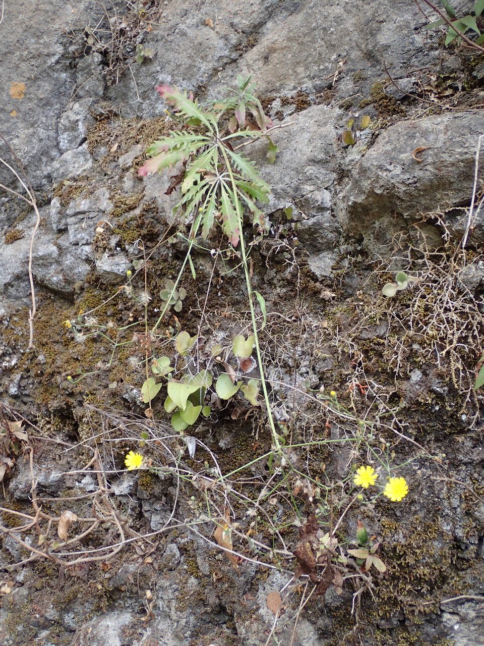 Tolpis laciniata habit