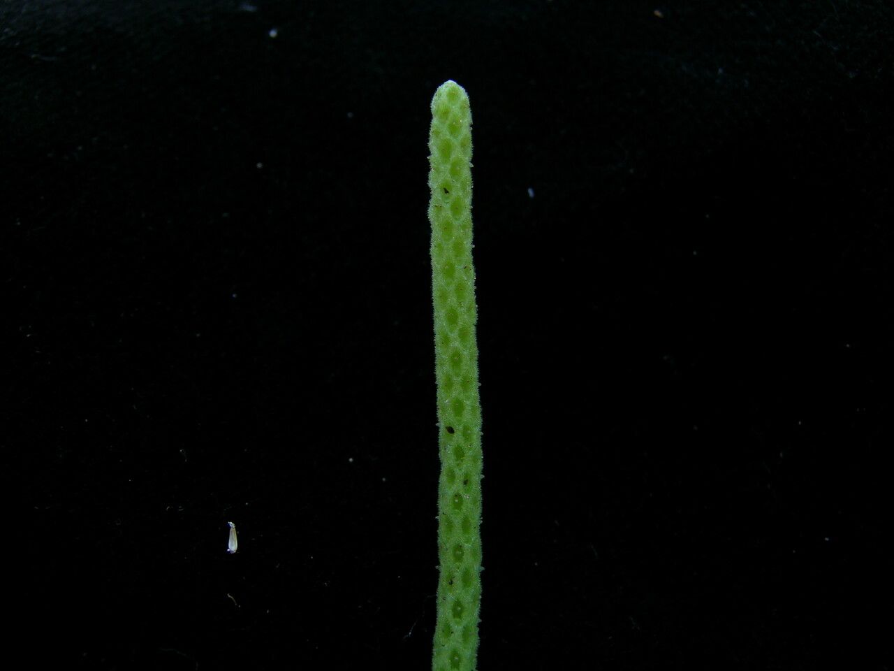 Peperomia heyneana fruit