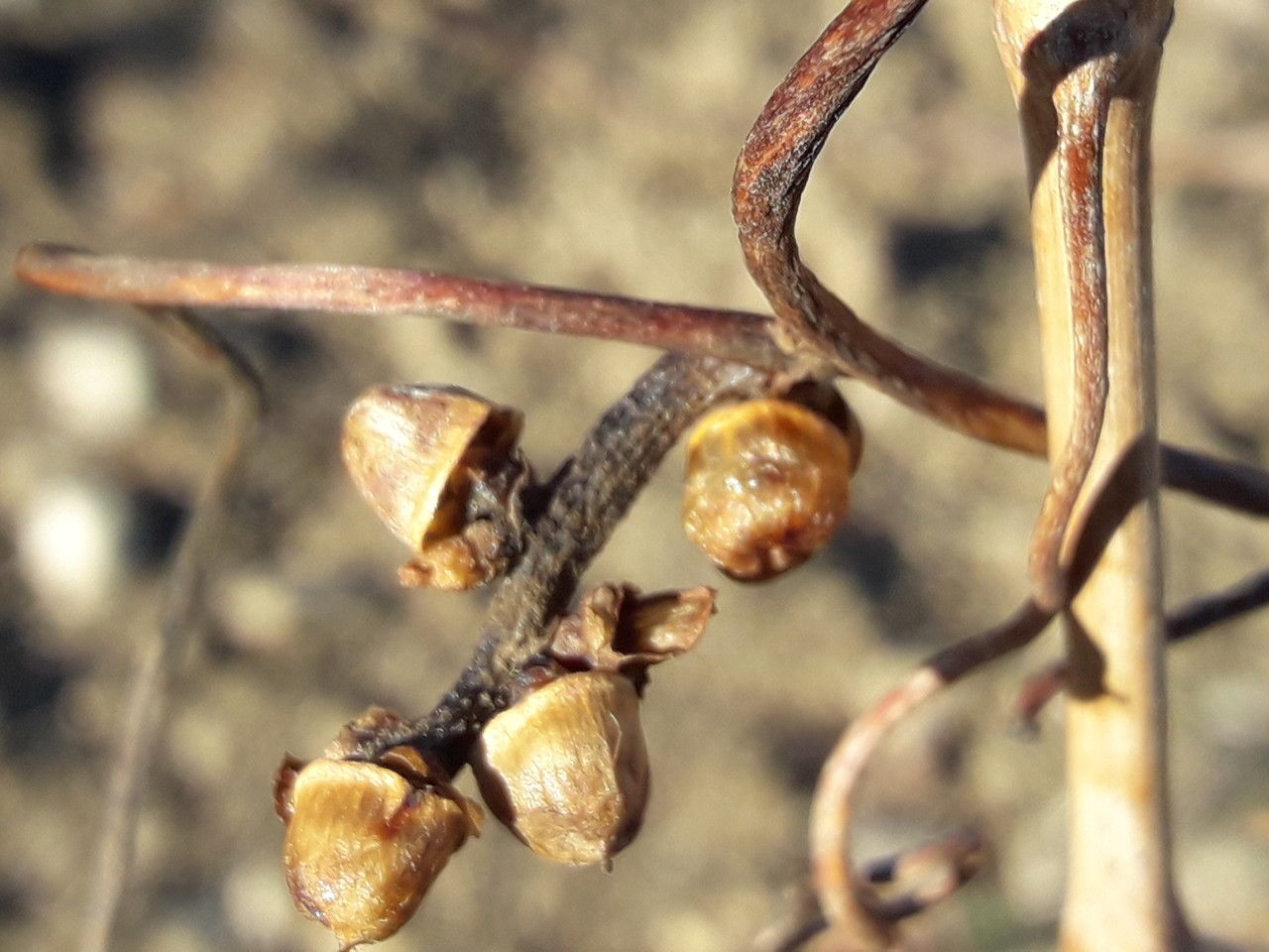 Cuscuta monogyna — search result for 'Convolvulaceae'