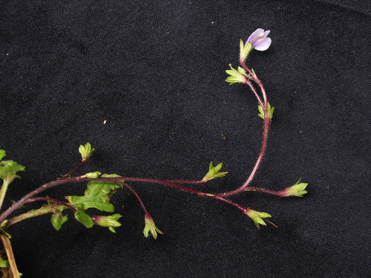 Mazus dentatus habit