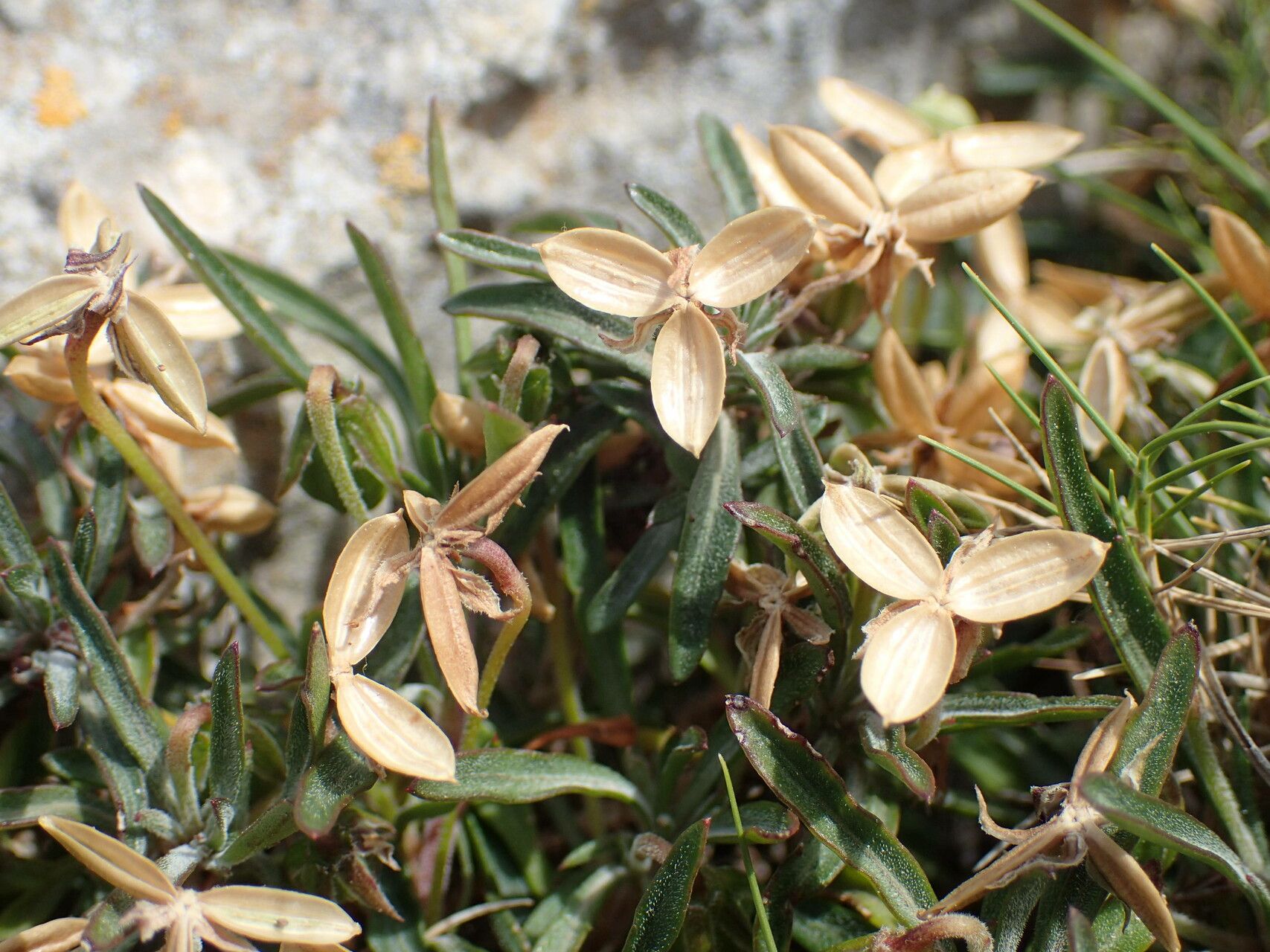 Viola arborescens fruit