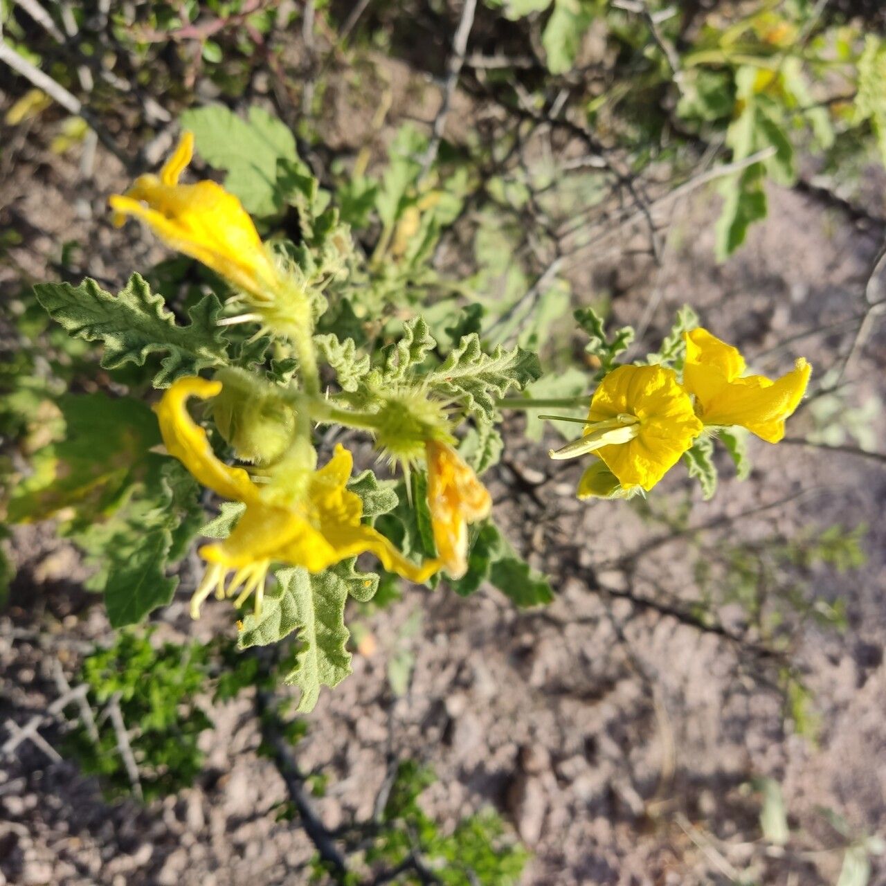 Solanum johnstonii — houseplant care guide