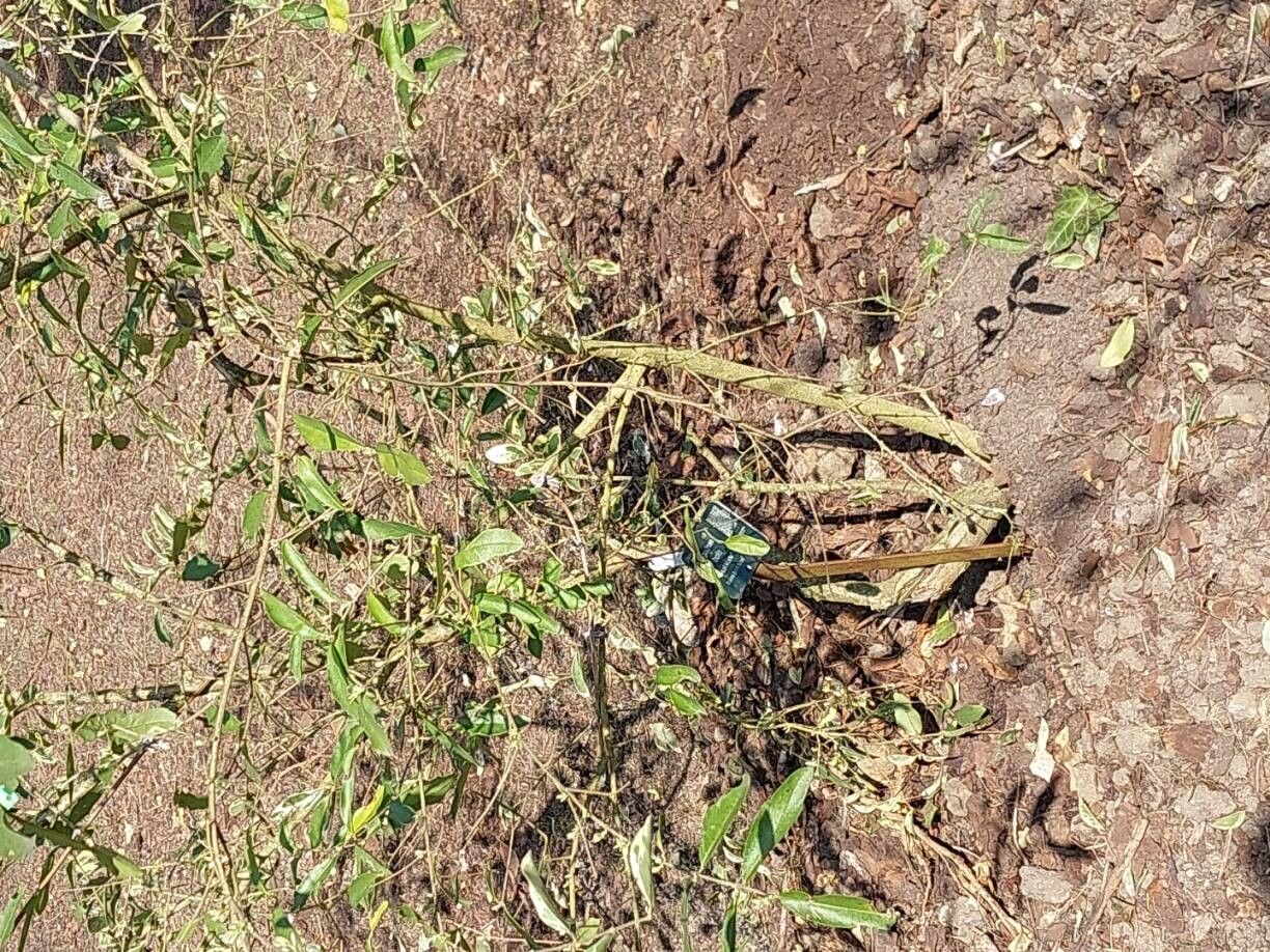 Ligustrum ibota habit