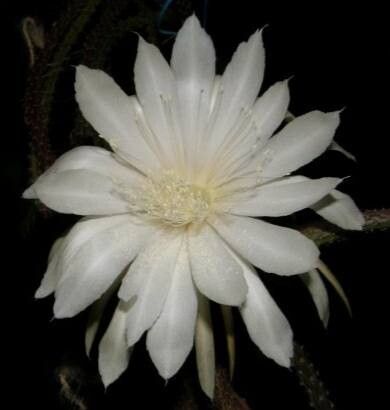 Selenicereus dorschianus — search result for 'Selenicereus'