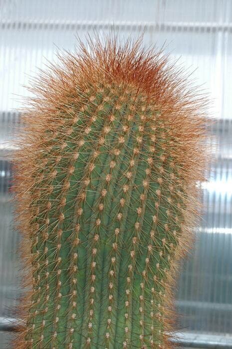 Soehrensia shaferi — houseplant care guide