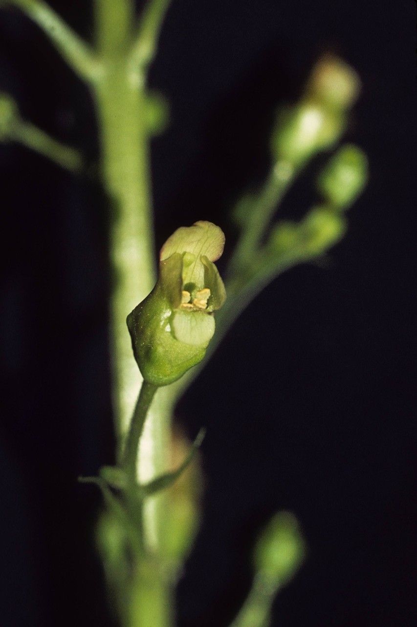 Scrophularia montana — houseplant care guide