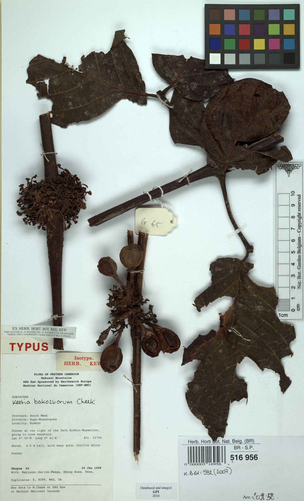 Keetia bakossiorum — related species from the same genus