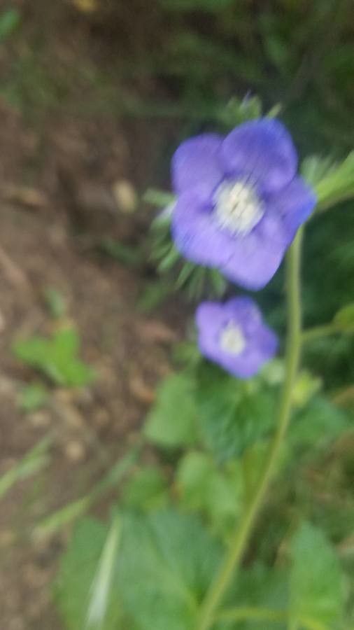 Phacelia viscida flower