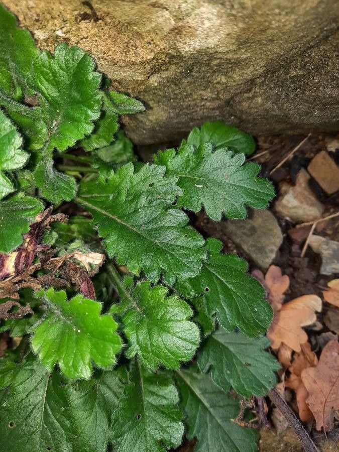 Scabiosa lucida leaf
