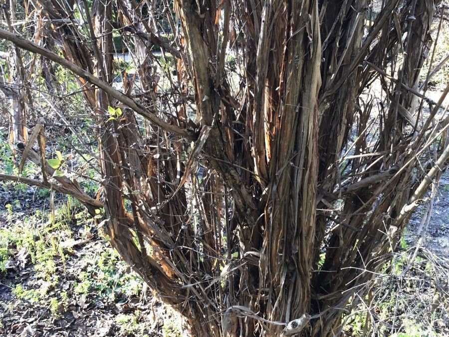 Lonicera ferdinandi bark