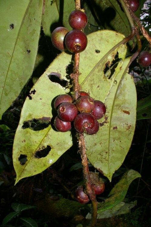 Myrcia neospeciosa fruit