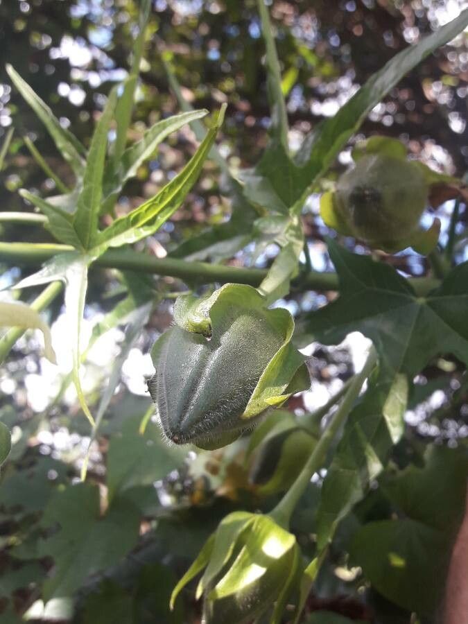 Abelmoschus moschatus fruit