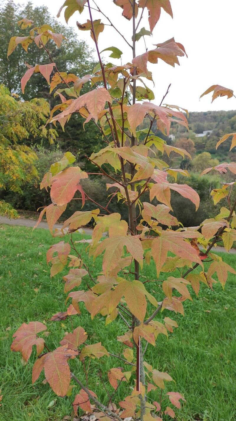 Liquidambar acalycina habit