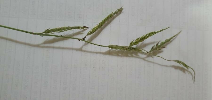 Eriochloa meyeriana flower