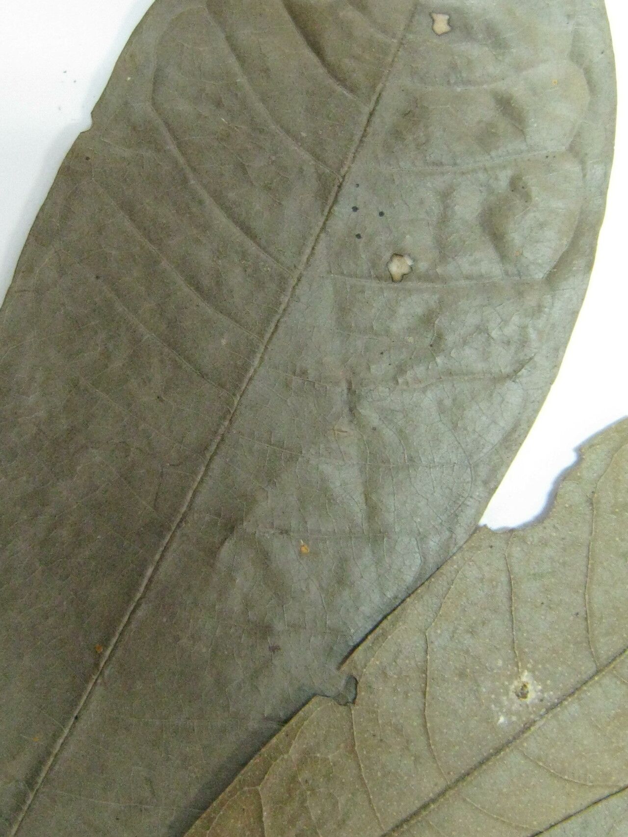 Duguetia trunciflora — houseplant care guide