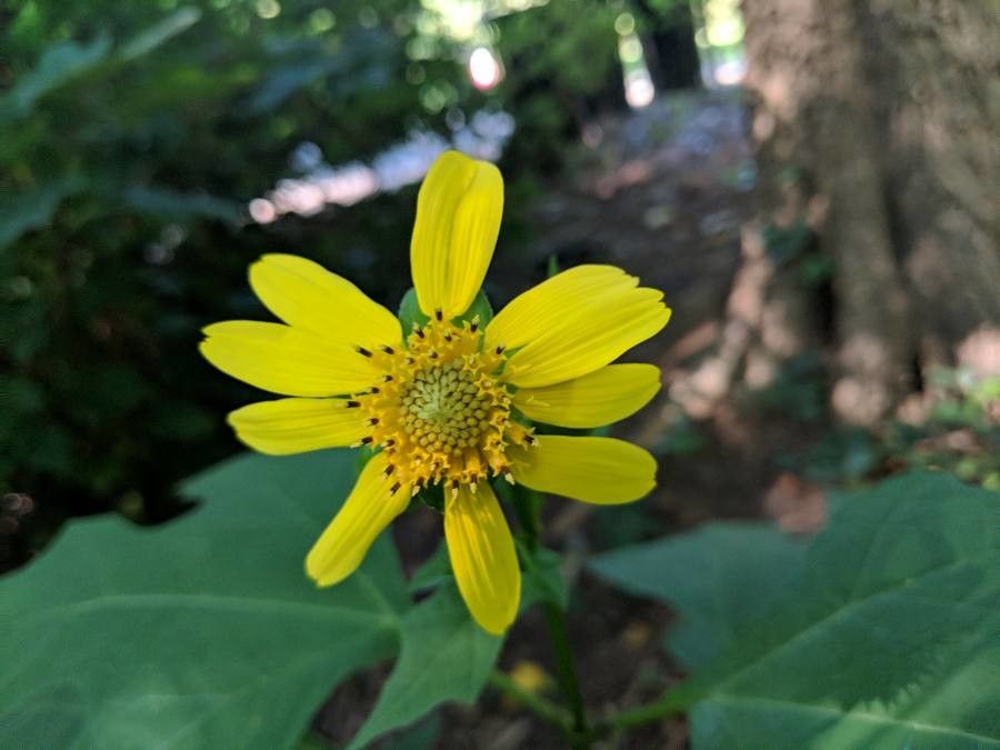 Smallanthus uvedalius flower
