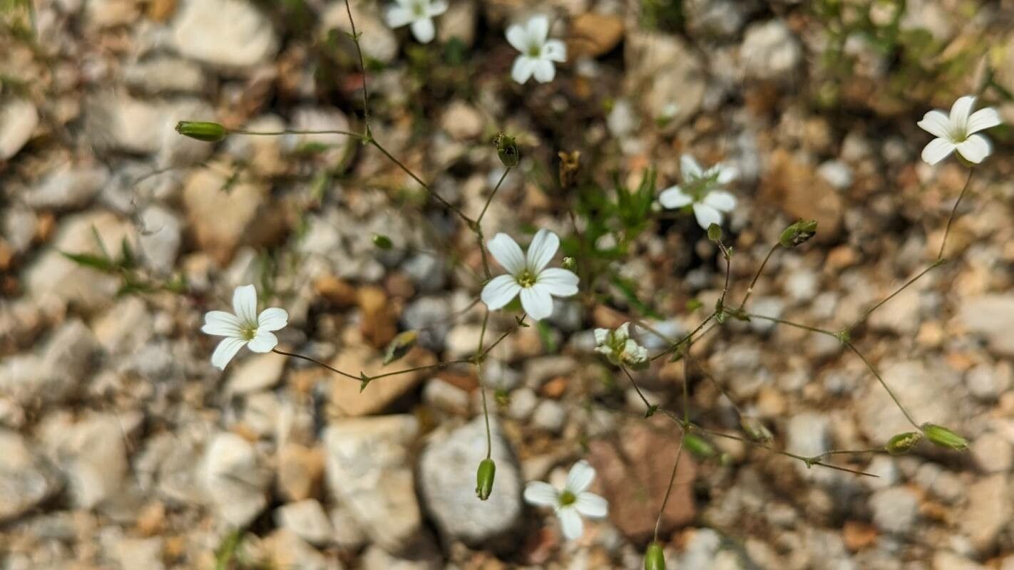 Mononeuria patula — houseplant care guide