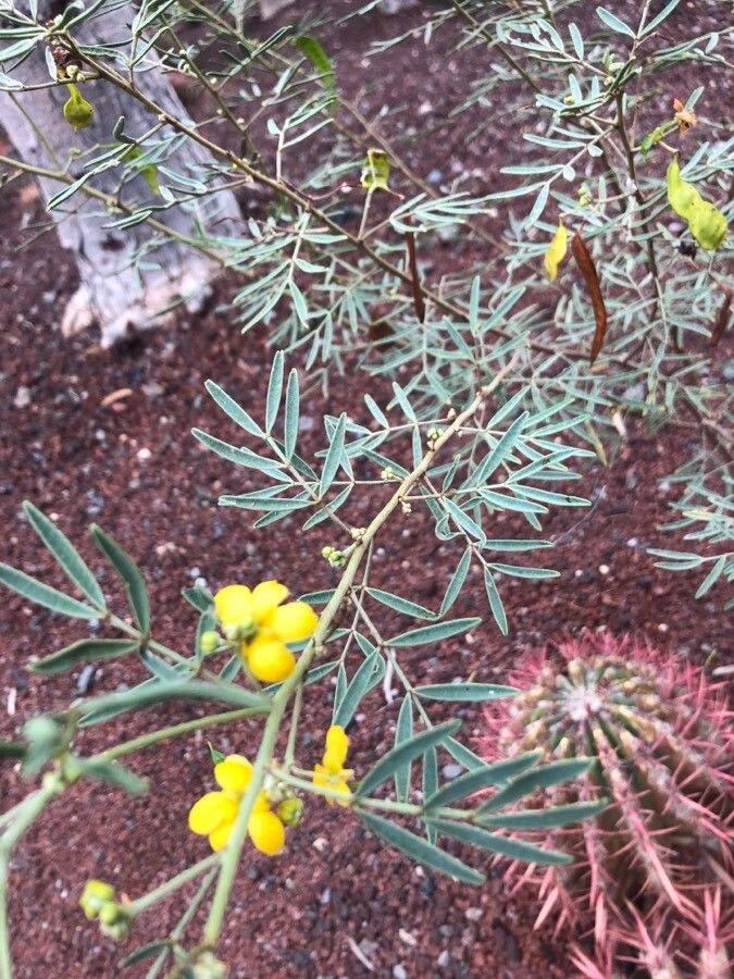 Senna artemisioides — search result for 'Acacia'