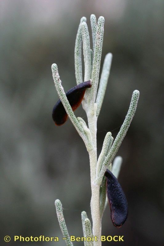 Santolina impressa flower