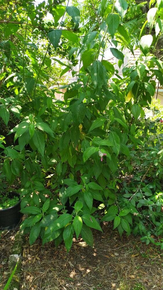 Salvia tortuosa habit