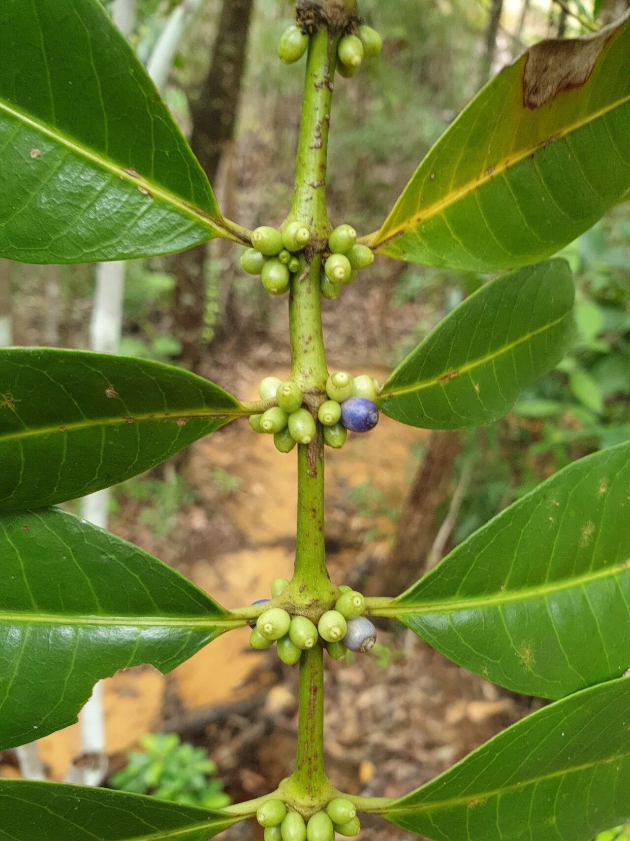 Saldinia longistipulata fruit