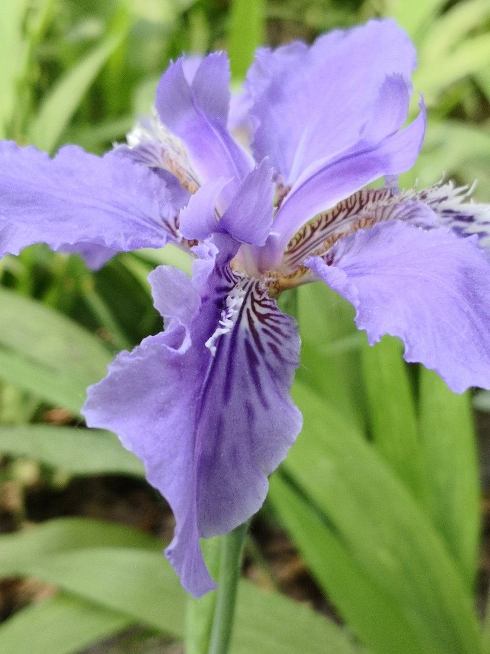 Iris tectorum flower