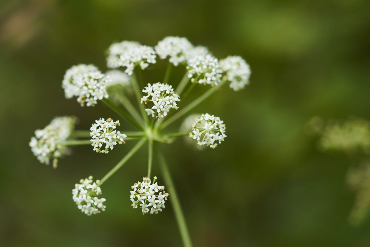 Peucedanum cervaria flower