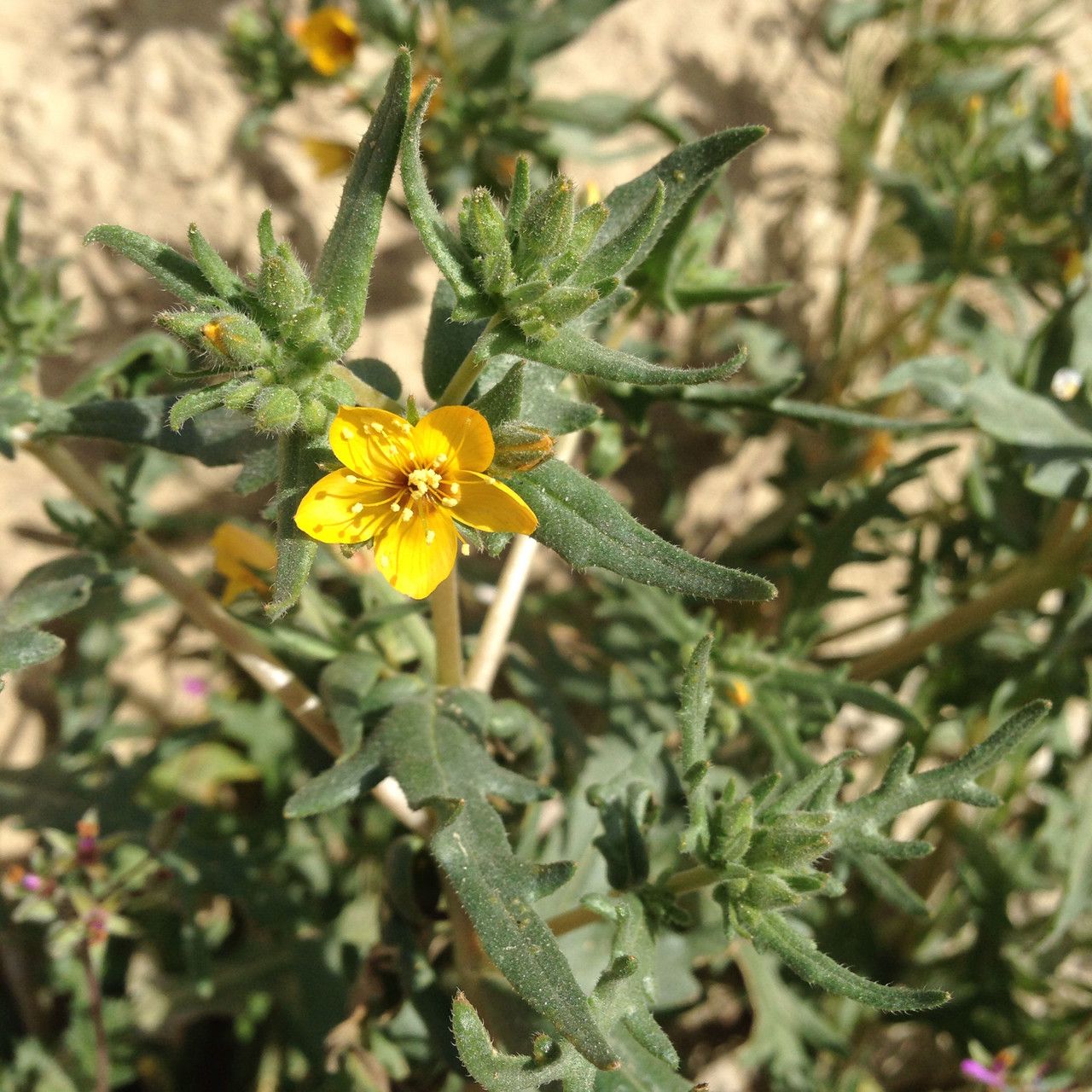 Mentzelia affinis habit