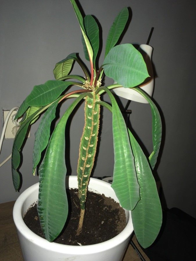 Euphorbia lophogona leaf