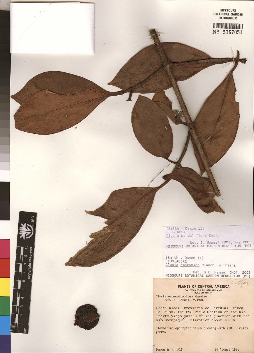 Clusia penduliflora — search result for 'Clusia'