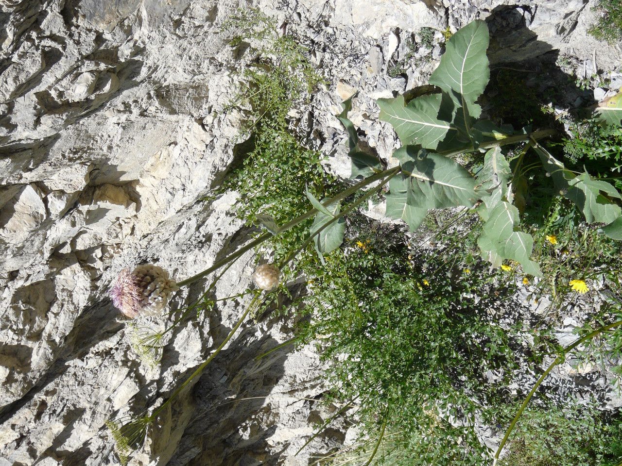 Rhaponticum heleniifolium habit