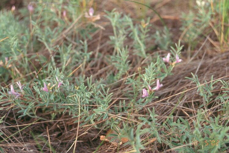 Astragalus arenarius flower