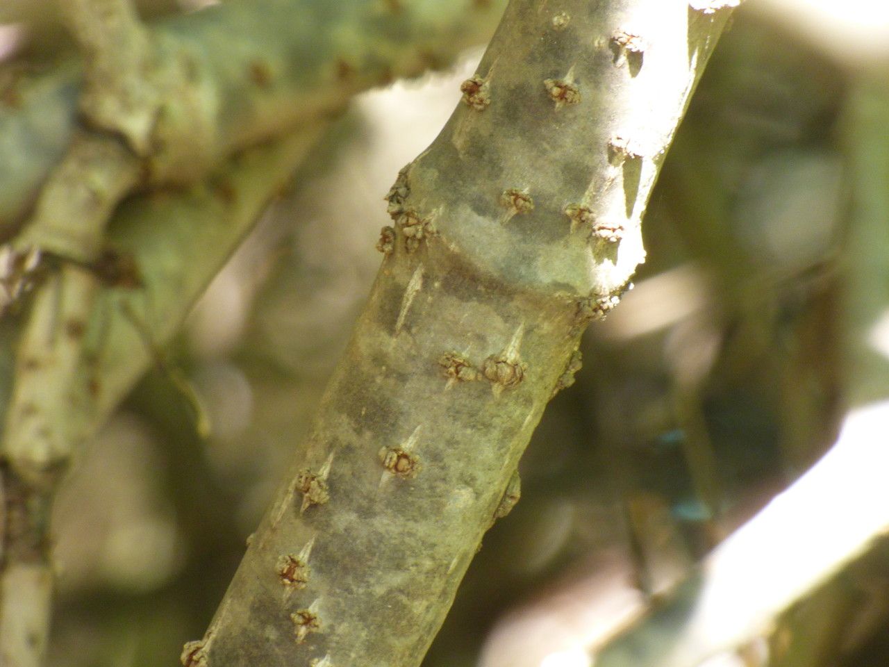 Cryptostegia grandiflora bark