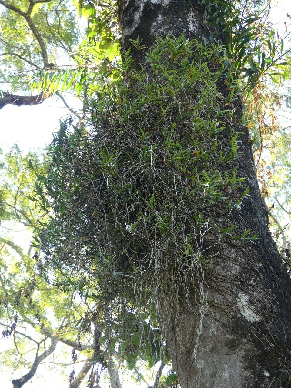 Jumellea comorensis habit