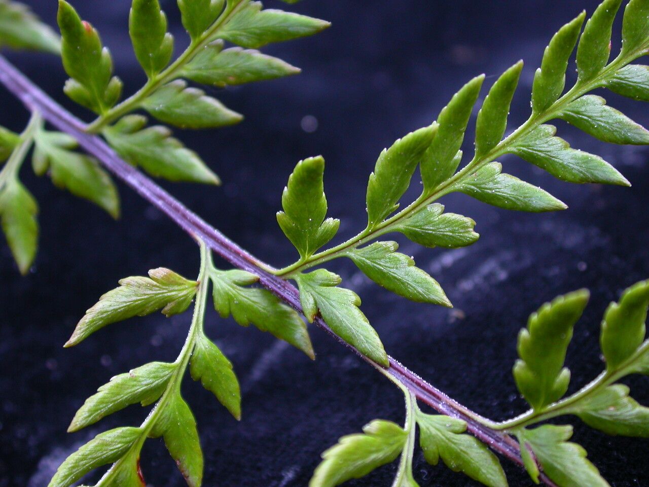 Hemionitis bicolor habit