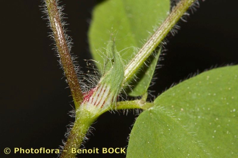 Trifolium ligusticum bark