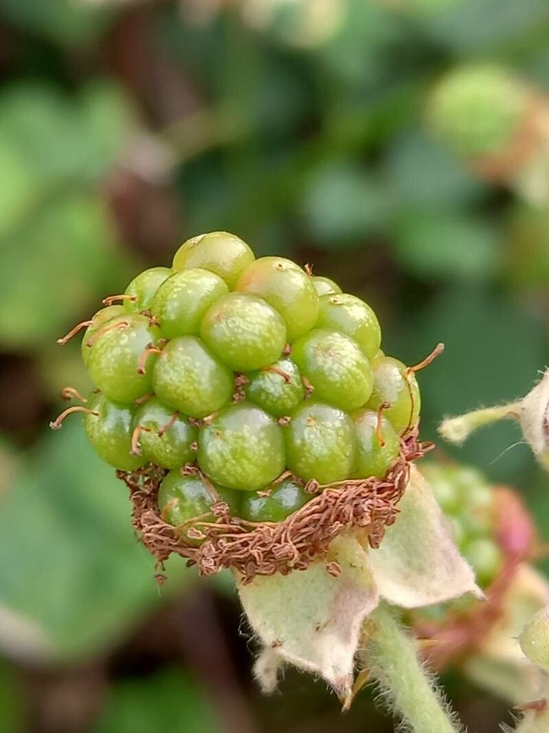 Rubus armeniacus fruit