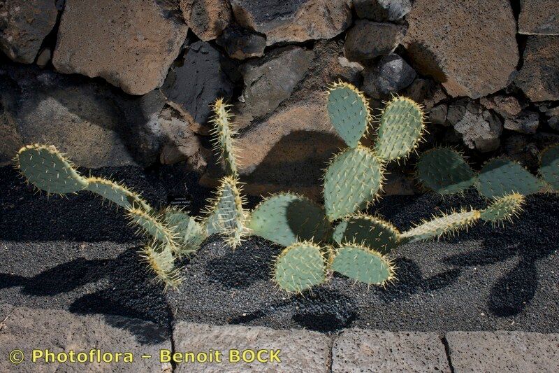 Opuntia × vaseyi — houseplant care guide